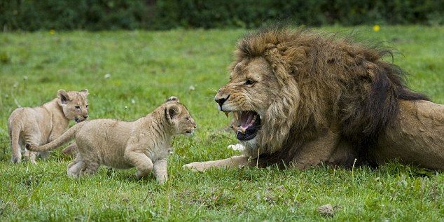 I'm in charge! Nibalo roars at two of his offspring as they interrupt his lazing as they play in the grass at Longleat Safari Park