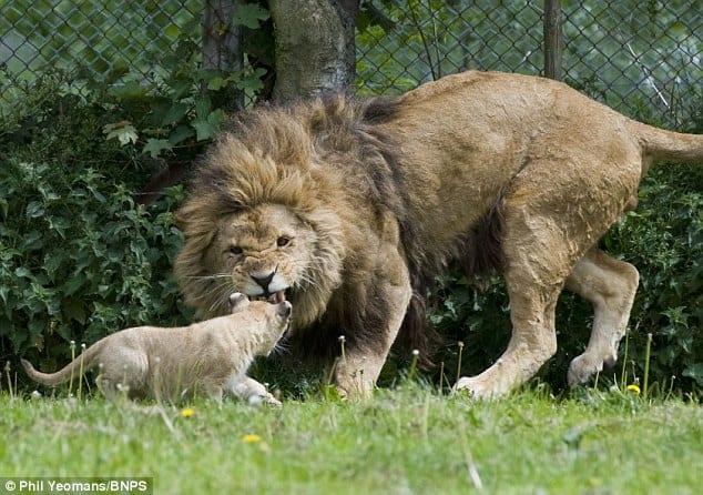 Ferocious: This lion cub's frolicking proved too much for his father who laid down the law by snarling and baring his teeth in the cub's direction
