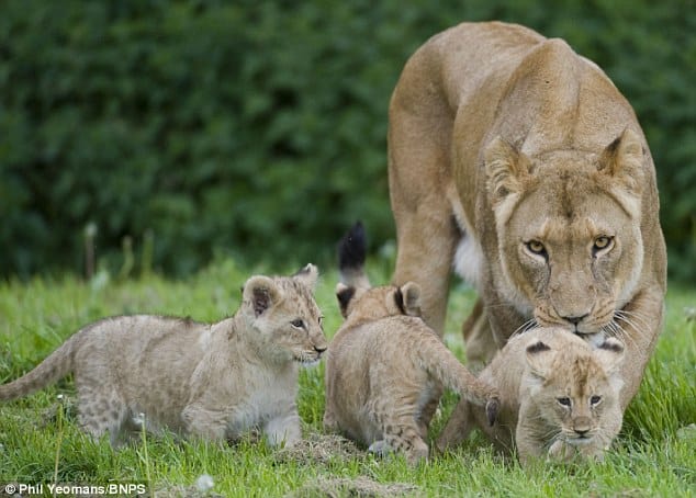Time to go: Realising that their father is in a bad mood the cubs' mother Yendi leads them away to a different area of the park so they can carry on playing