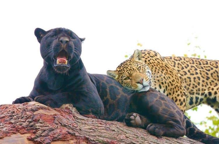 Black Jaguar Cub The Big Cat Sanctuary 10