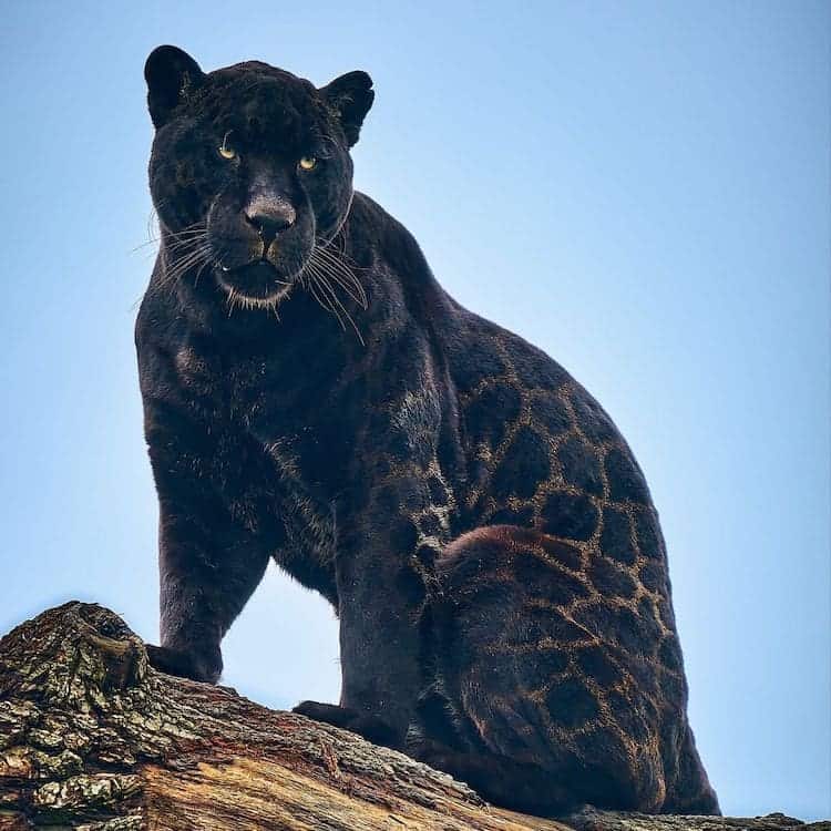 Black Jaguar Cub The Big Cat Sanctuary 8