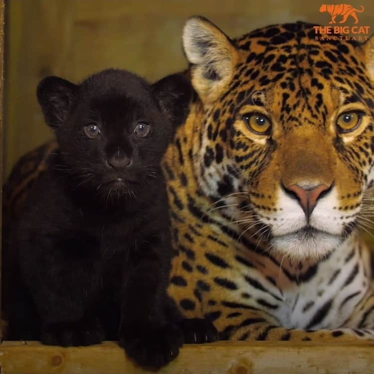 Black Jaguar Cub The Big Cat Sanctuary 9