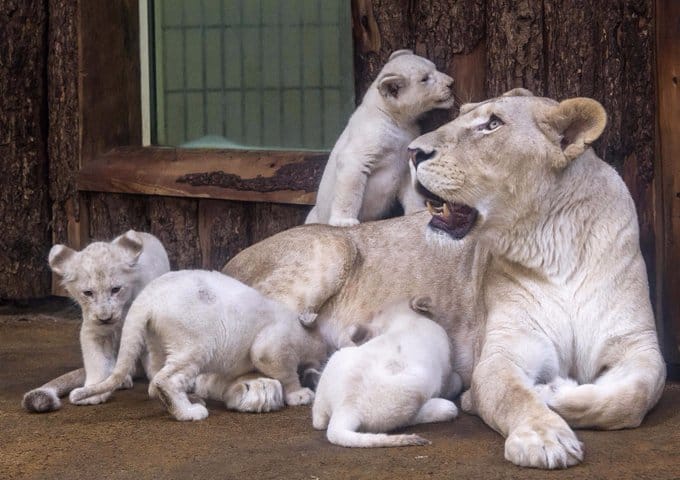 c5qkn7nweaeu36n Image