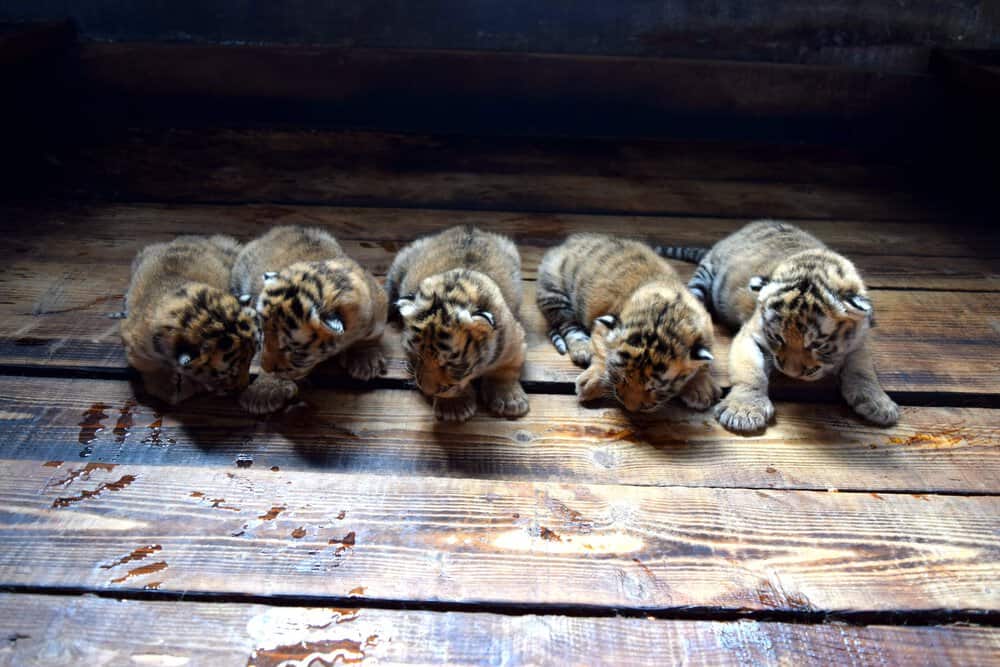 dbxfsrhvwae7kox China Daily on X: "Great Mother! A Siberian tiger gave birth to five cubs at NE China's Hengdaohezi Feline Breeding Center. Usually, Siberian tigers give birth to two to four cubs at