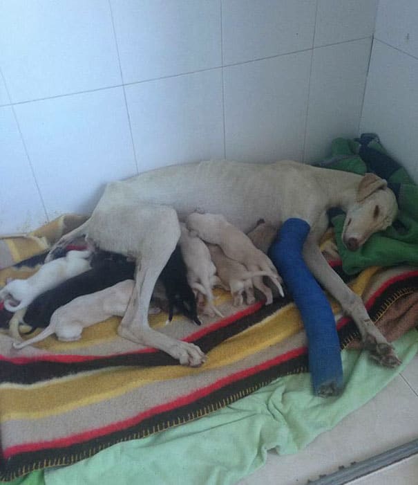 dog-mother-broken-leg-leads-vets-puppies-spain-6-1