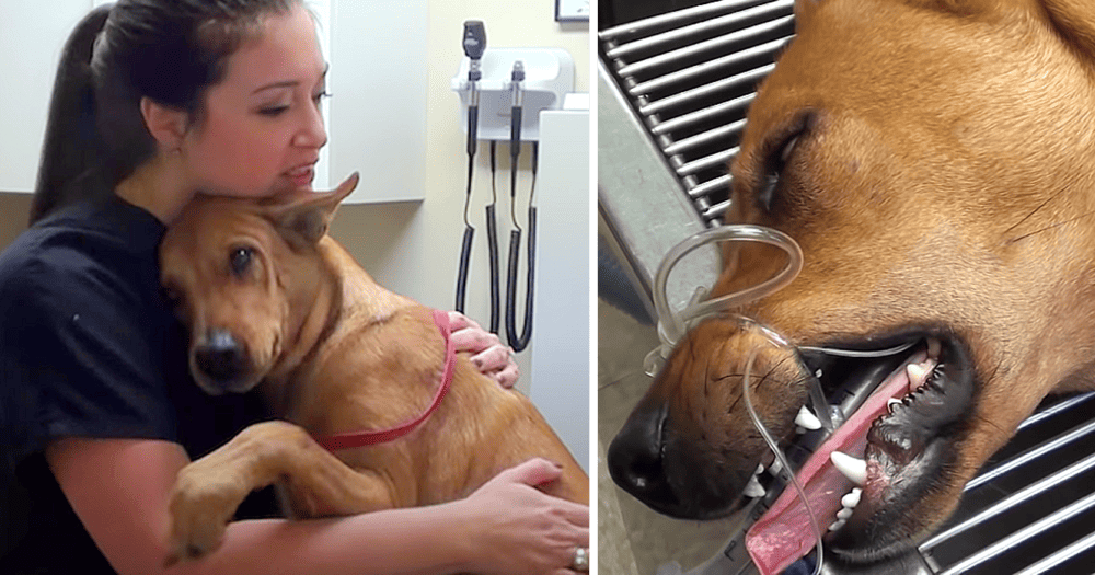 dog_survives_euthanasiagg