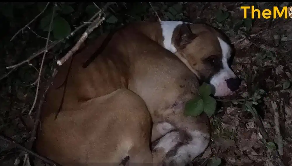 he-was-dumped-in-the-forest-with-huge-tumor-cold-alone-and-sadness-waiting-for-his-end-in-agony-0-59-screenshot