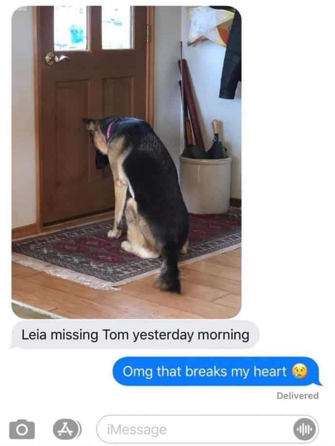 hearts-longing-devoted-dog-waits-by-door-for-dads-return