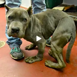 image-398-4-1-300x300-1 image dog