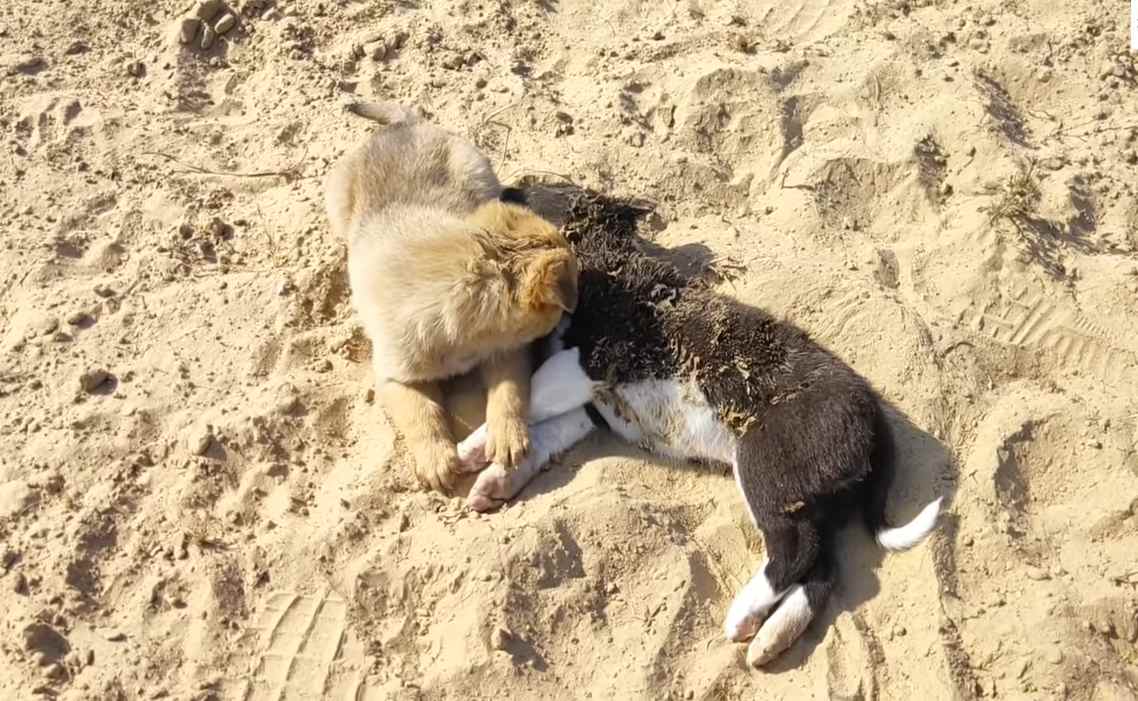 little-puppy-crying-on-death-of-her-siblings-that-were-killed-by-street-dogs-1-22-screenshot-1
