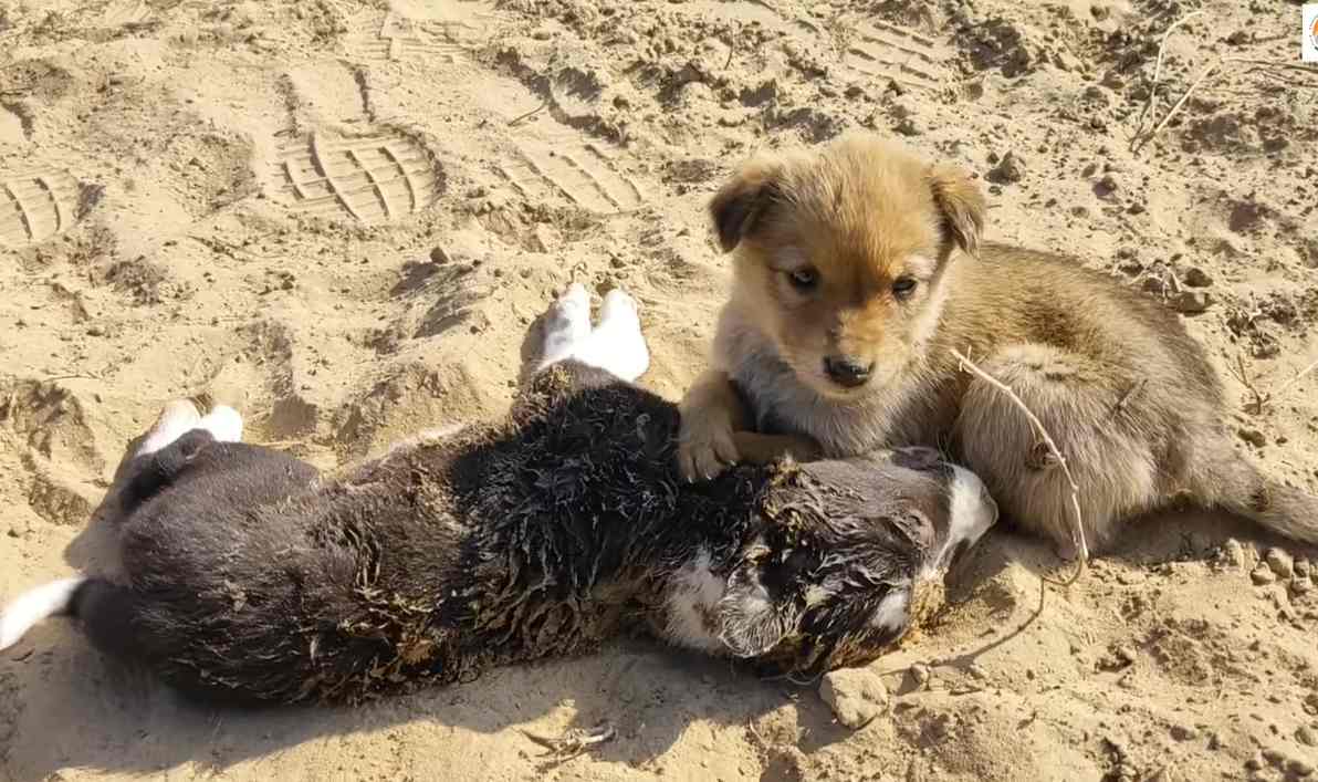 little-puppy-crying-on-death-of-her-siblings-that-were-killed-by-street-dogs-2-29-screenshot-1