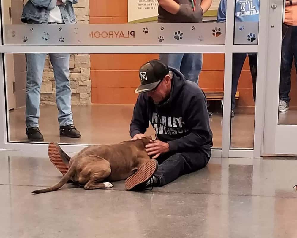 missing-dog-found-after-200-days3