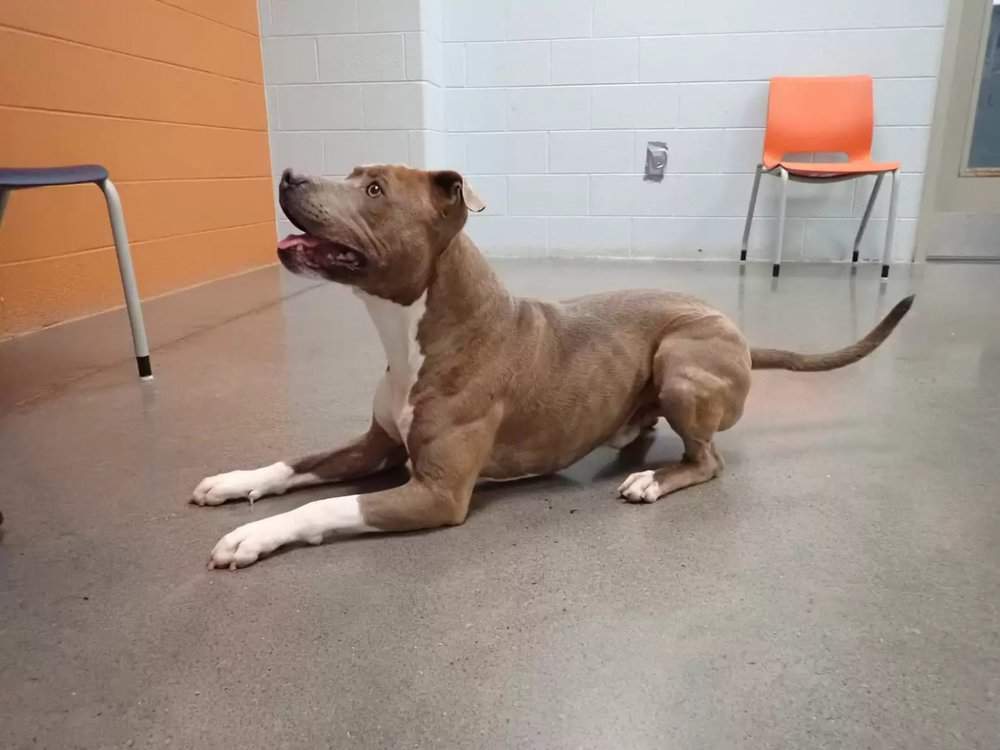 missing-dog-found-after-200-days4