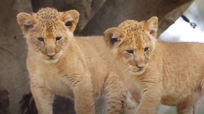 screenshot_3-11-1 Werribee Open Range Zoo Welcomes Three Adorable Lion Cubs
