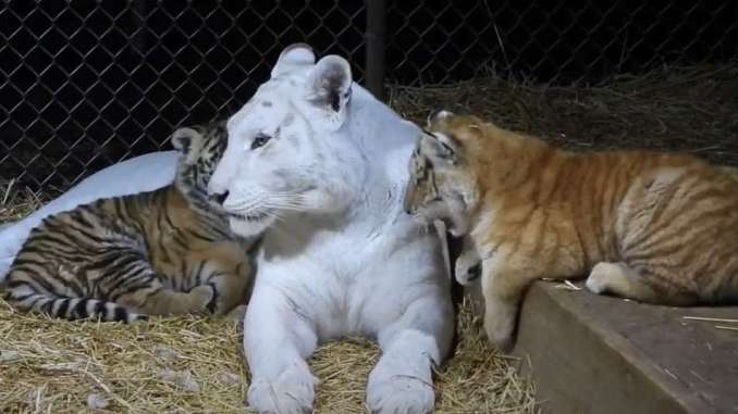 White Mother Tiger's Love for Her Ginger Tiger Cub