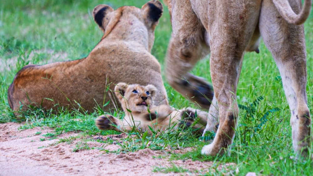 untitled_2-1-1-2-1024x576-1