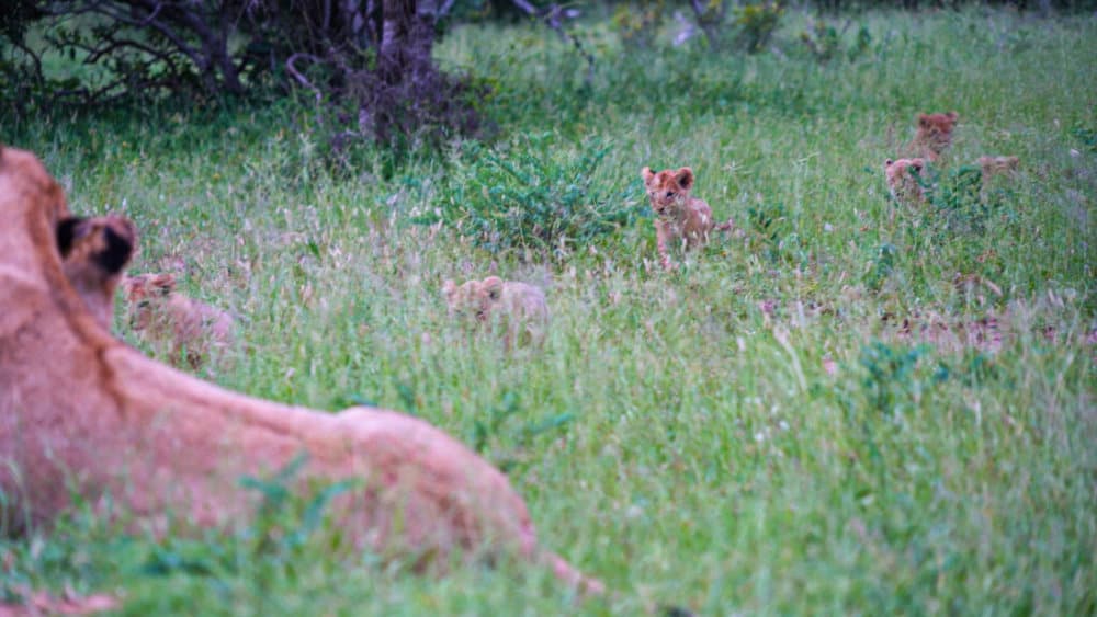 untitled_2-1-2-1-1024x576-1-1