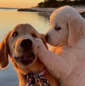 z5103115980336_5f963586a3742b4d3e03000ed8612d73-298x300-1