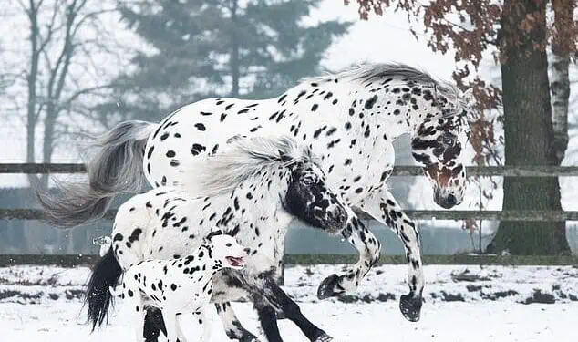 Trío Encantador: Caballo, Pony y Perro, Hermanos de Corazón