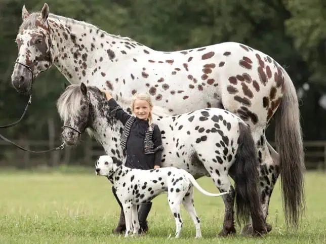 Trío Encantador: Caballo, Pony y Perro, Hermanos de Corazón