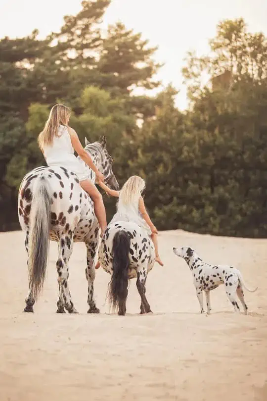 Trío Encantador: Caballo, Pony y Perro, Hermanos de Corazón