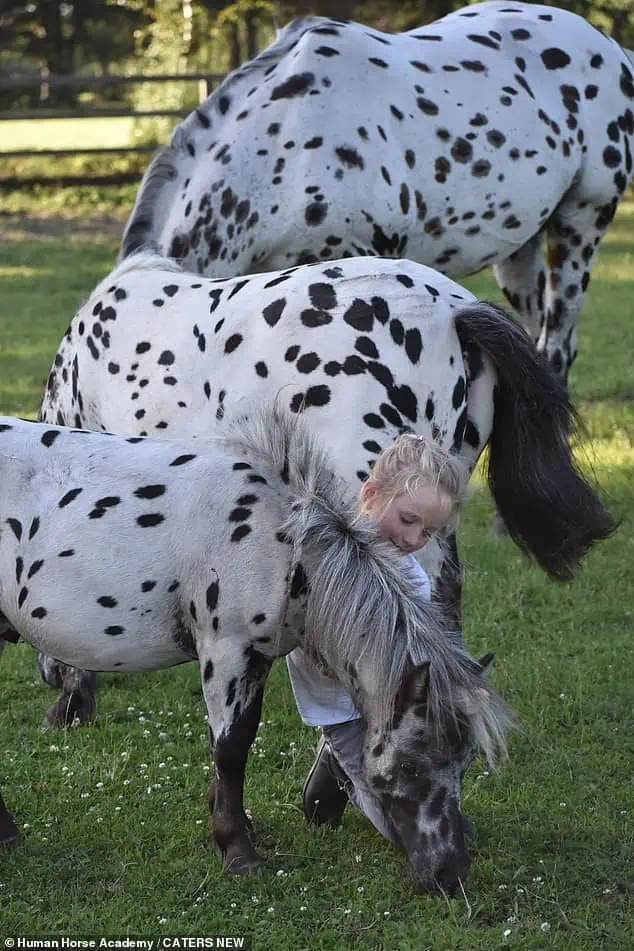 Trío Encantador: Caballo, Pony y Perro, Hermanos de Corazón