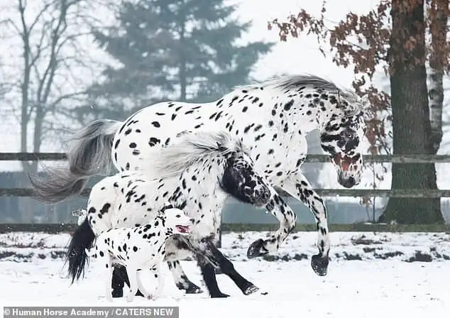 Trío Encantador: Caballo, Pony y Perro, Hermanos de Corazón