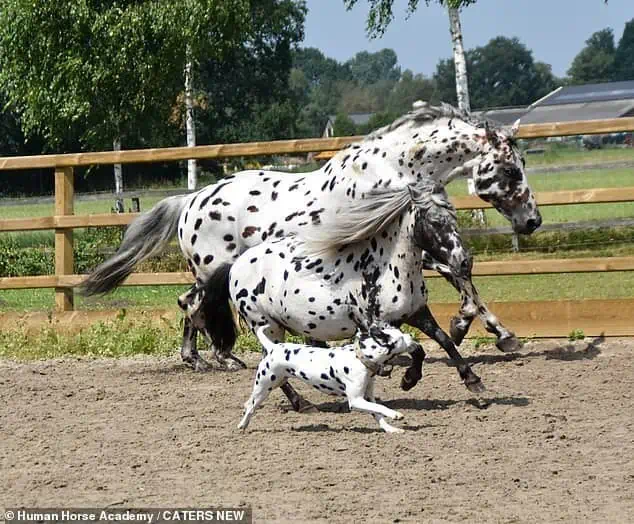 Trío Encantador: Caballo, Pony y Perro, Hermanos de Corazón