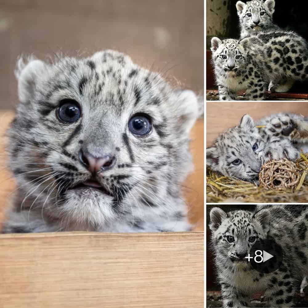 Adorable Snow Leopard Kittens Take Their First Steps Outdoors (Watch Video)