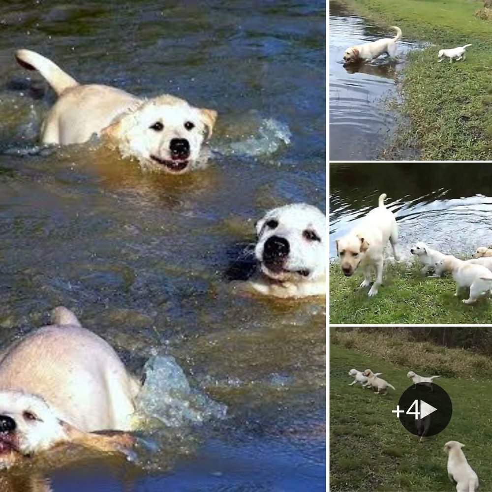 Dive Into Cuteness: Labrador Dad Coaches Pups In Lake Swimming Adventure
