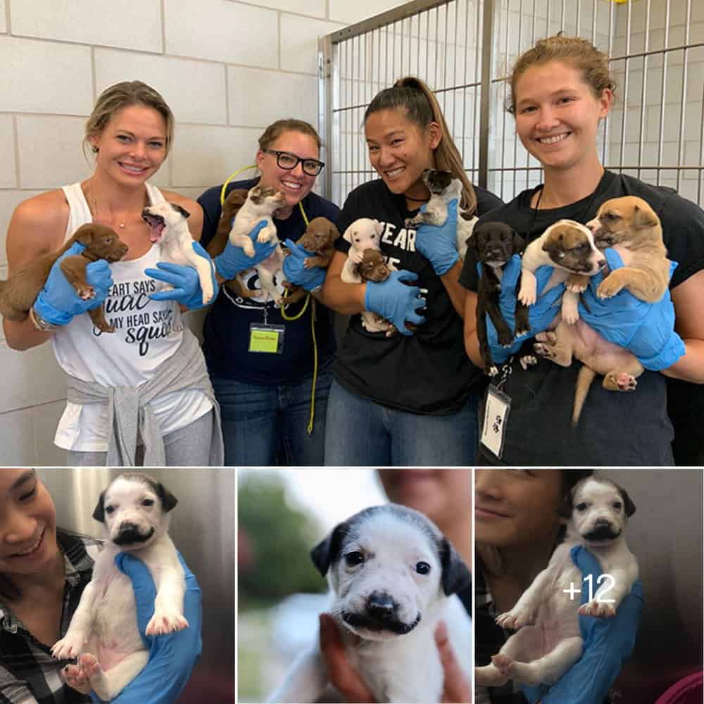 Meet Salvador Dolly The Mustachioed Puppy Looking For A Forever Home