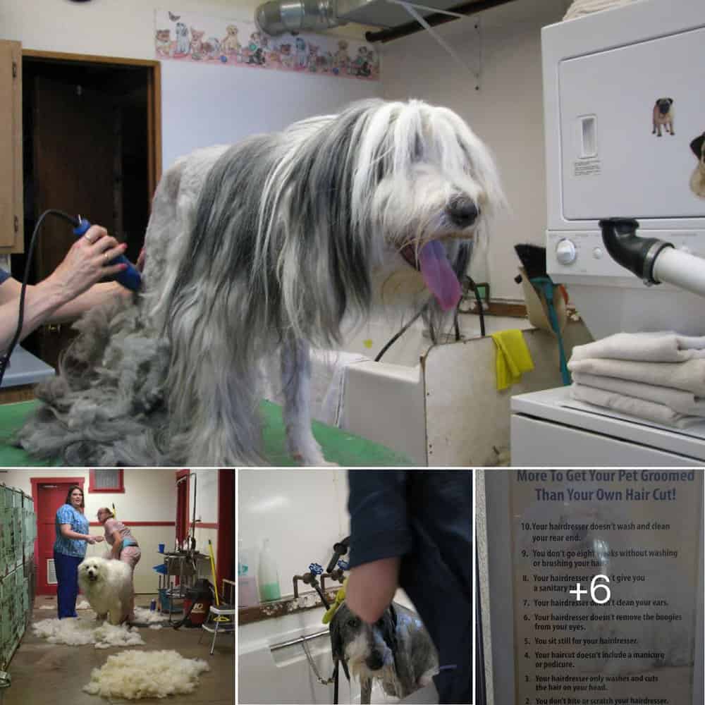 Why Pet Grooming Costs More Than a Haircut One Groomer’s Hilarious Explanation Daily BB News