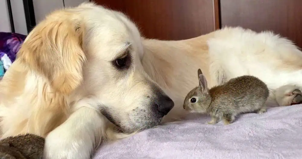 Heartwarming Tale: Golden Retriever Takes on Motherly Role for Baby Bunnies