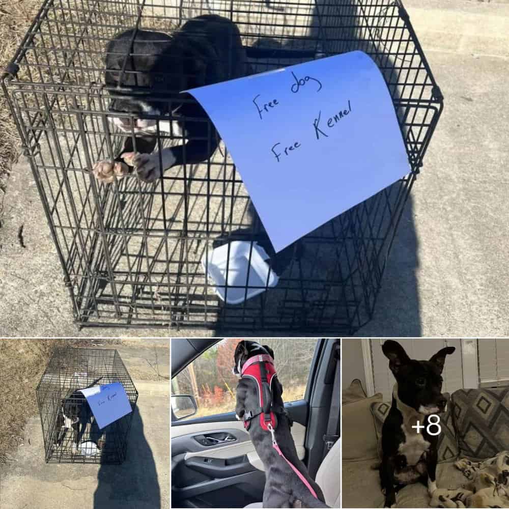 Abandoned Dog Found In Kennel Near Highway Gets A Second Chance