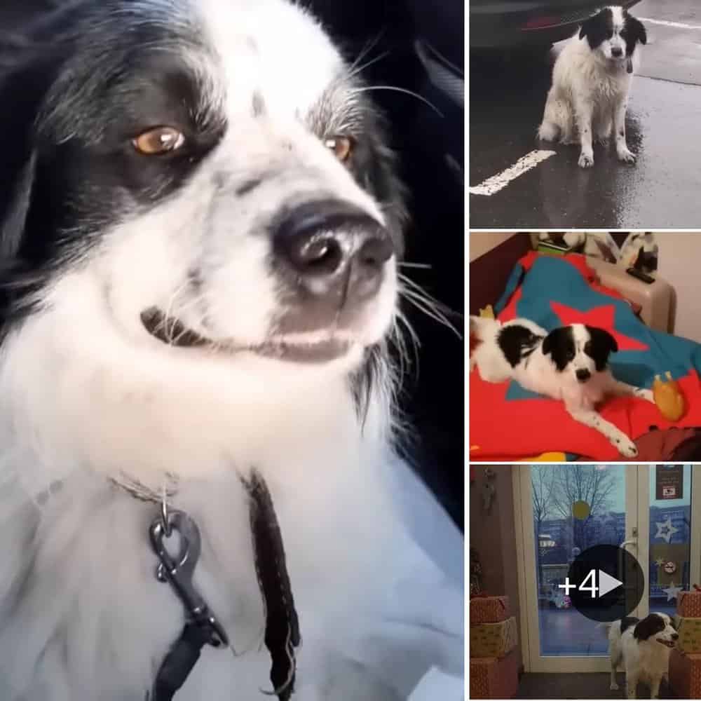 Abandoned Dog Waits In The Rain For Owners Who Never Returned, Finds New Loving Home