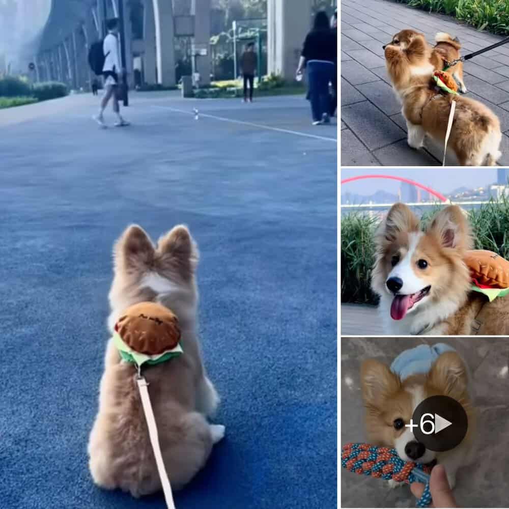 Abandoned Puppy Rescued From Construction Site Now Travels The World With A Heartwarming Smile