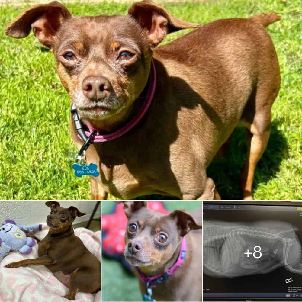 Adorable Overweight Pup Steals Hearts At Shelter With His Irresistible Personality