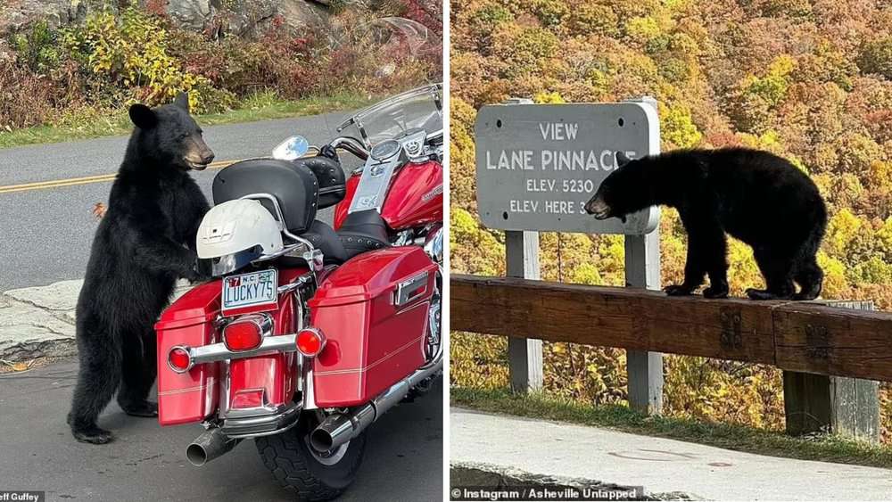 Bear Cub Chaos Shuts Down Part Of Blue Ridge Parkway In North Carolina