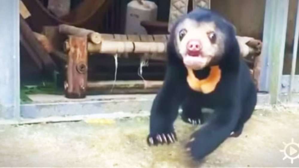 Bear Cub Rescued From Smugglers Has Adorable Reaction To His New Playground