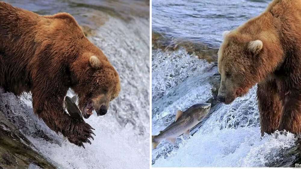 Bear's Hilarious Missed Meal A Comedic Moment In Alaska's Brooks River