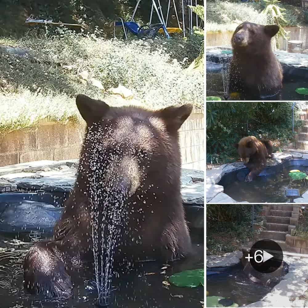 Bear's Hilarious Showdown With Backyard Fountain Ends In Victory Dance