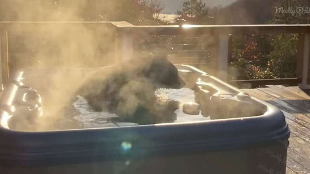 Black Bear Soaks In A Hot Tub At Rental Cabin A Unique Spa Moment