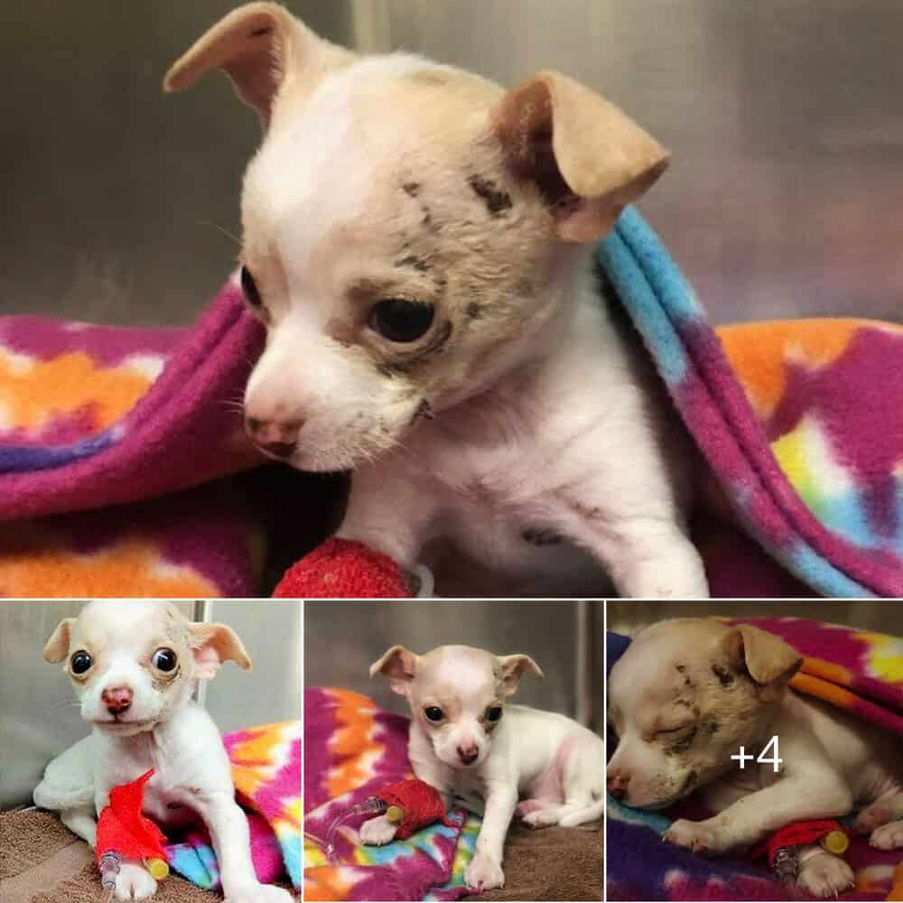 Brave Pup's Incredible Survival After Falling From The Sky