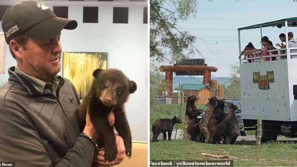 Controversy At Yellowstone Bear World Allegations Of Animal Abuse Spark Investigation