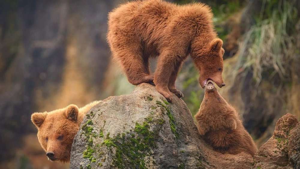 Discover The Enchantment Of Cabarceno's Bear Family