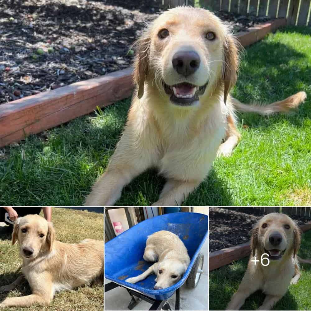 Dog Rescued From Euthanasia In A Wheelbarrow Finds A Loving Home