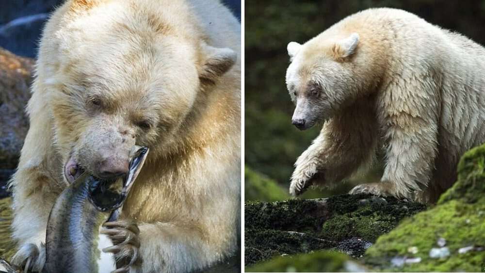 Enchanting Encounter Rare White Kermode Bears Spotted In British Columbia's Great Bear Rainforest