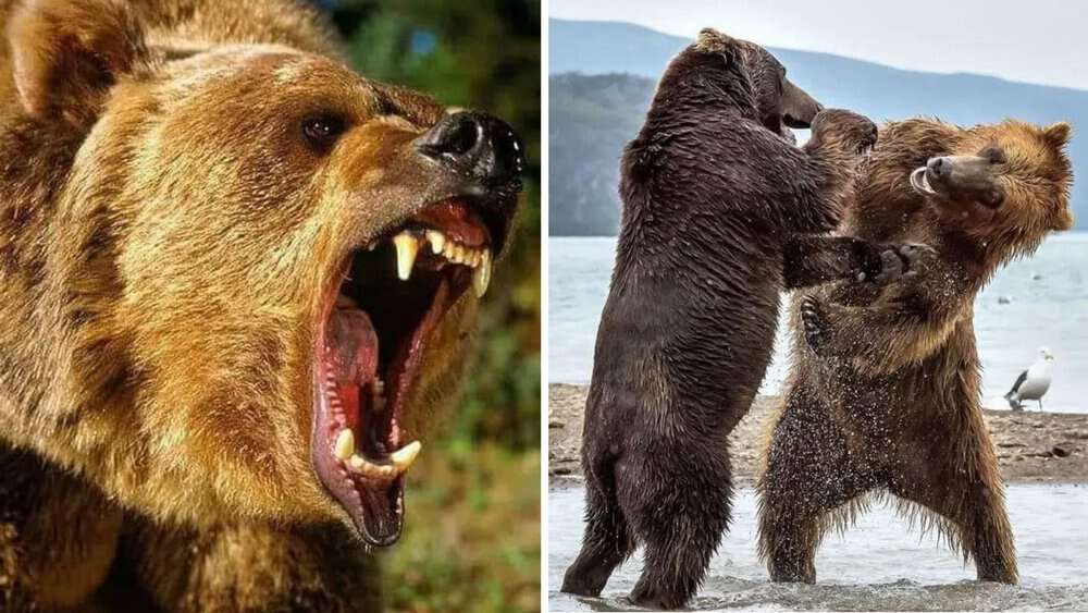 Epic Bear Battle Captivates Visitors At Kurile Lake Park In Kamchatka