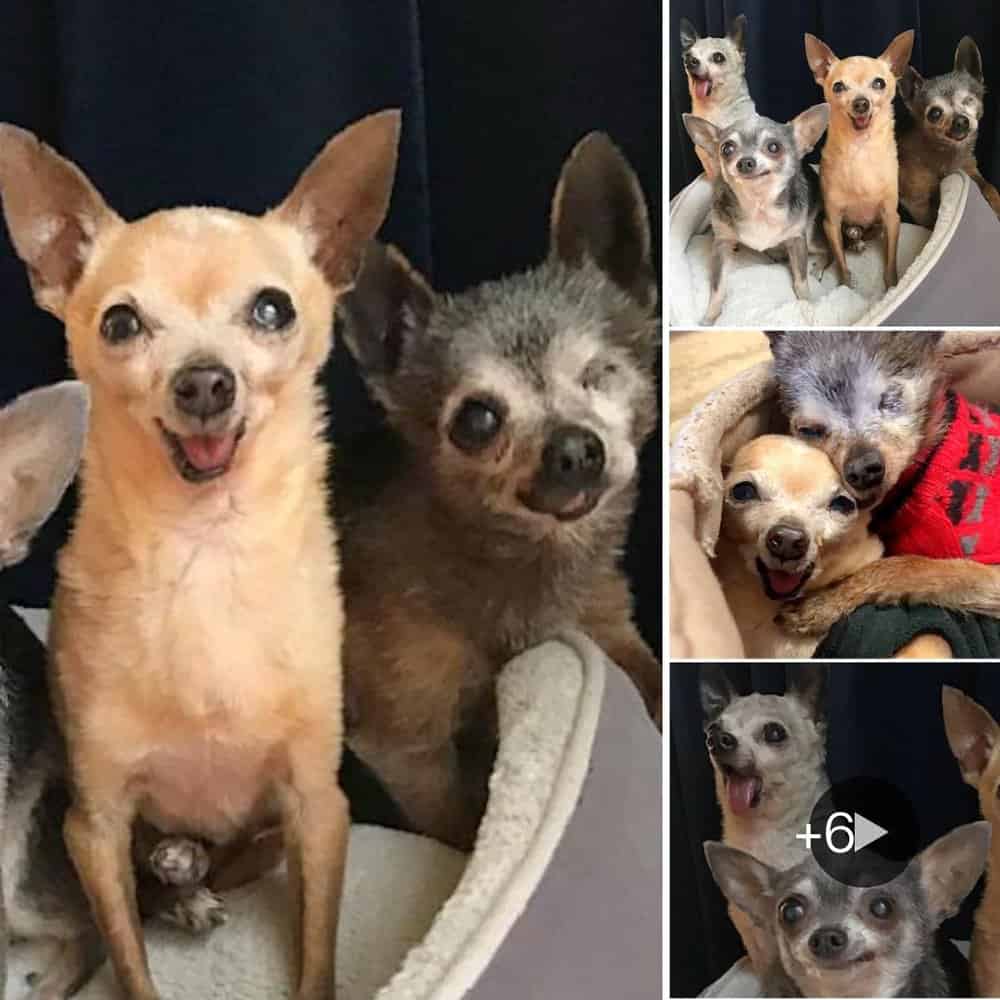 Four Elderly, Toothless Chihuahuas Find Forever Home Together After Being On Kill List