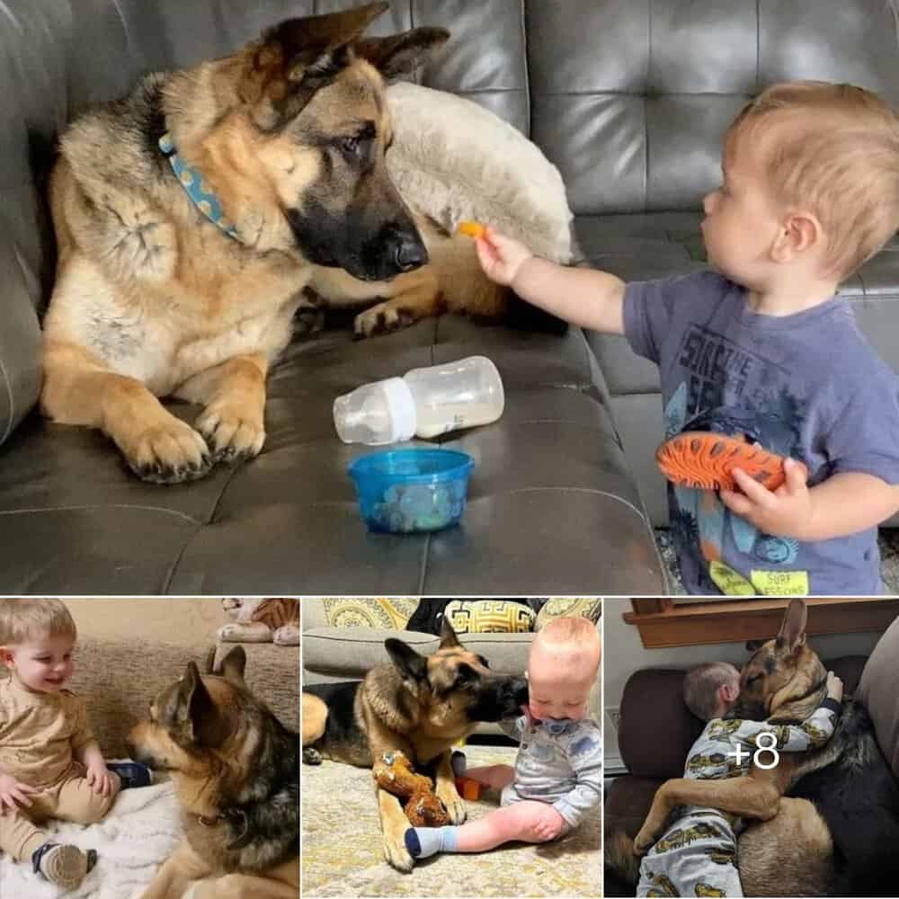 From Neglect To Nurture Max The Rescue Dog Finds Love And Purpose
